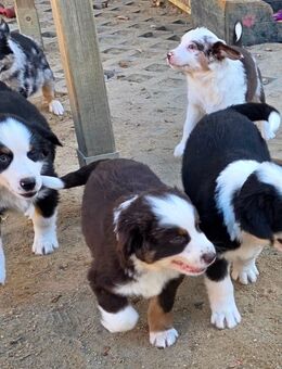 Sehr schöne reinrassige Australien Shepherd mini Welpen - Berlin