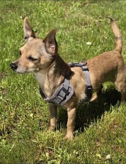 Chihuahua sucht neues Zuhause 🏡 - Schönebeck (Elbe)