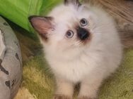 Ragdoll Kitten suchen ab Sofort ein Zuhause - Obertraubling