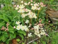 Kleines/ Knolliges Mädesüß (Filipendula vulgaris) - Horgenzell