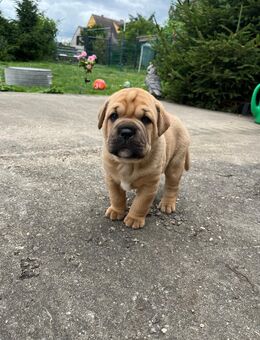 ❤️Welpen Alarm ❤️ Shar Pei - OEB Mix welpen - Falkenstein (Harz)