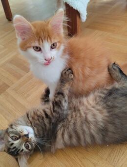 Maincoon Kitten suchen neuen Dosenöffner 🥰 - Mühldorf (Inn)