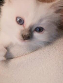 Zwei Wunderschöne Heilige Birma Kitten - Frechen