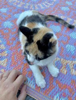 🍀Dreifarbige Elara auf 3 Pfötchen🌸 - Eislingen (Fils)