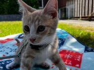 Kleiner Kater in liebevolle Hände abzugeben - Münster