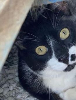 NORRIS sucht ein richtiges Zuhause - Sehnde