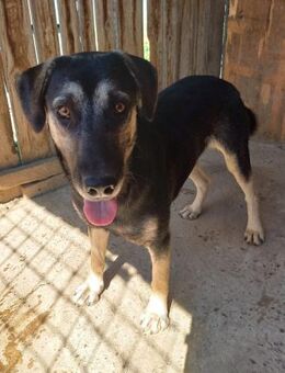 Santos - schüchterner Schäferhund-Mix - Weilheim (Oberbayern)