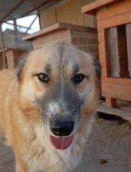 Timber 54 cm - Alpenrod