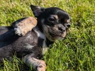 Reinrassiger Chihuahua - Wanzleben-Börde