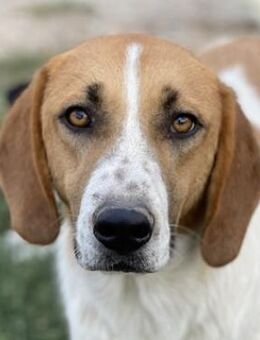 Tonio, geb. ca. 03/2022, GRIECHENLAND - Euskirchen