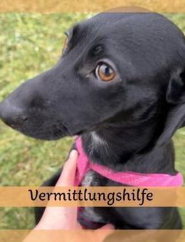 Vermittlungshilfe für Vesna 🐾🩷 - Saarbrücken