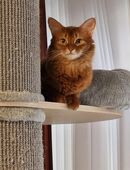 Somali Dame, reinrassig, 2 Jahre in 89150