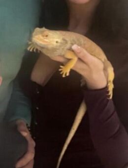 BARTAGAME INKL TERRARIUM - Pforzheim