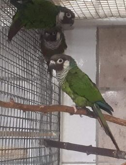 Salvadori Weißohrsittiche - Groß Miltzow