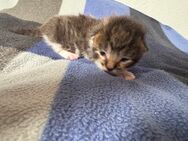 Maine Coon Mix Baby sucht Zuhause - Siegbach