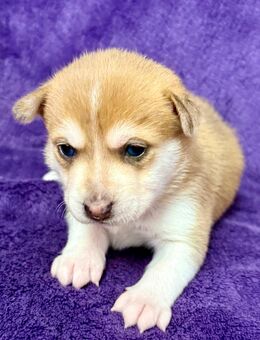 Pomsky Welpen - Albisheim (Pfrimm)