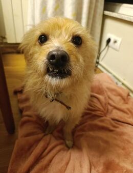 Verlassener Roger braucht neues Heim - Berlin