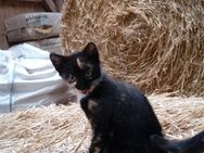 Süßes Katzenbaby in liebevolle Hände abzugeben - Osterholz-Scharmbeck