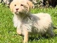 Lagotto x Labrador welpen (ähnlich Labradoodle) - Brakel