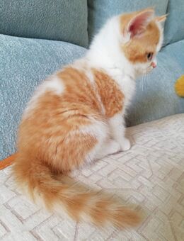 Abgabebereit BKH Kitten Rot Weiss Britisch Kurzhaar Babys Mädchen Jungen - Goslar Ohlhof