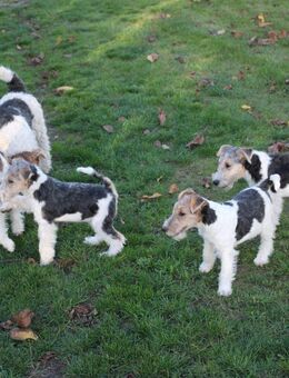 Drahthaar Foxterrier Welpen. #foxterrier. #hunde.#welpen - Steyerberg