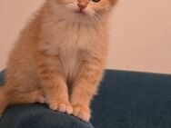 BKH KATZE MİT STAMMBAUM - Bischofsheim