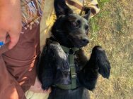 Asia - hübscher Sonnenschein sucht Familie - Frankfurt (Main) Niederrad