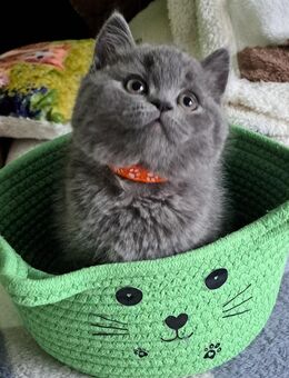 Bkh kitten reinrassige kurzhaar. - Osnabrück