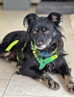 Shadow auf einer Pflegestelle - Bonndorf (Schwarzwald)