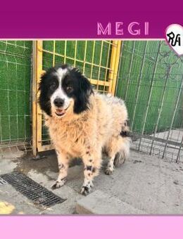 🥰MEGI - HOFFT AUF EIN SCHÖNES LEBEN!🥰 - Alfeld (Leine)