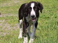 Moritz - liebevolles Körbchen gesucht - Elmshorn