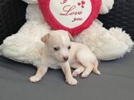 Chiuahua Volpino Italiano Welpe - Karlsruhe