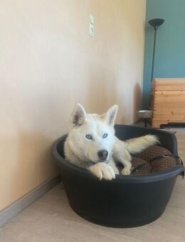 ❤️wunderschöner Keanu❤️ - Eislingen (Fils)