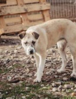 Delia sucht ein Zuhause - München