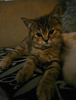 Zuckeesüße Reine BKH Kitten - Dorsten