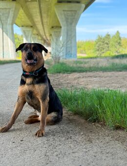 Rottweiler Schäferhund - Geringswalde Zentrum