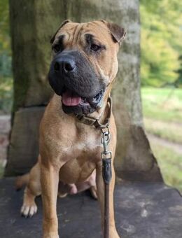 Moncho sucht erfahrenes Zuhause - Gevelsberg