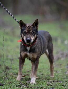 Lactia-BE- Sucht liebevolles Zuhause! - Neustadt (Rübenberge)
