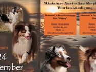 Miniature Australian Shepherds Wurfankündigung - Greimersburg