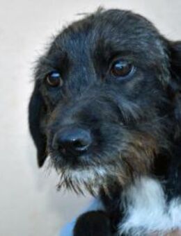 Schenken Sie Axa ihr Traumzuhause? - Neuss