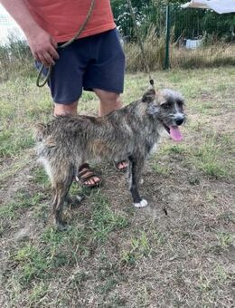 Fredy wartet auf seine Menschen - Nordwalde