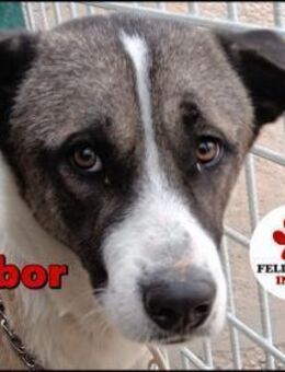 Mischling Dalibor sucht ein Zuhause - Margetshöchheim