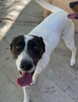 Jessica lieb wünscht sich ein Zuhause - Niedereschach