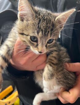 Katzenbays abzugeben - Seeth-Ekholt