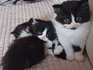 3 Persermix Kitten Dalatiner - Oberderdingen