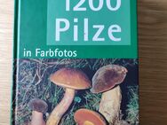 1200 Pilze - Boden