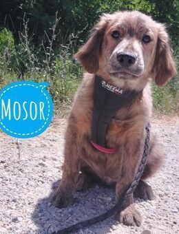 Mosor möchte Liebe erfahren - Flörsheim-Dalsheim