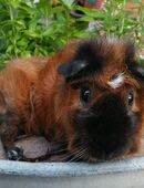California Rosetten Meerschweinchen Bock 2,5J. in 63633