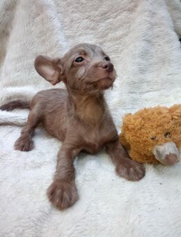 Pudel Chihuahua Mix - Gransee Zentrum