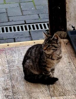 Babykatze sucht noch ein zu Hause - Heide
